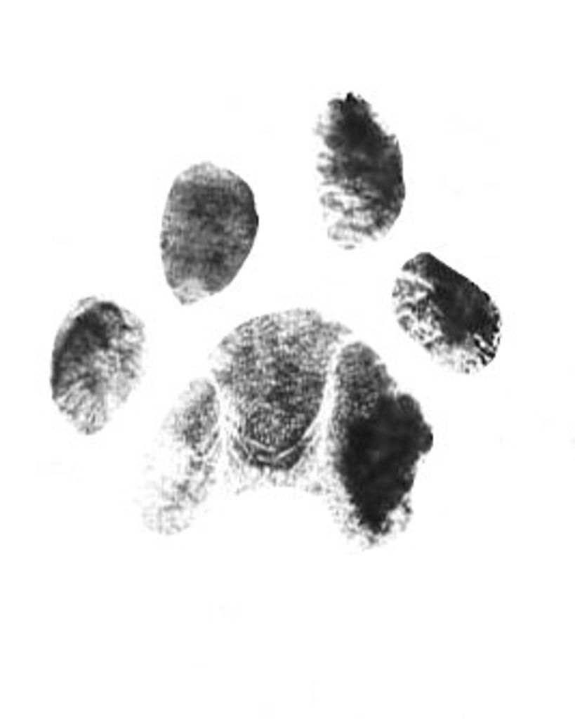 Whimpy Cassidy Profile Photo