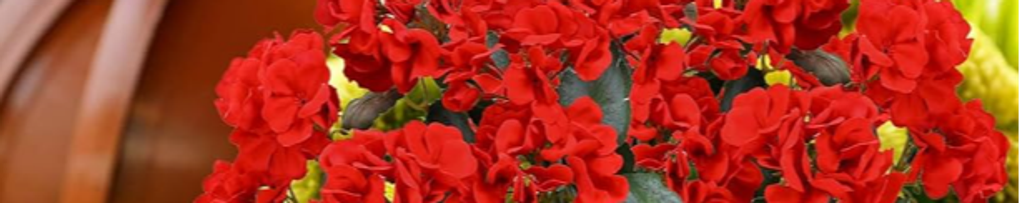 Cover photo for Irene Barrow Mink's Obituary