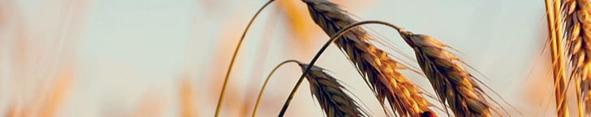 Cover photo for Anne Braun's Obituary