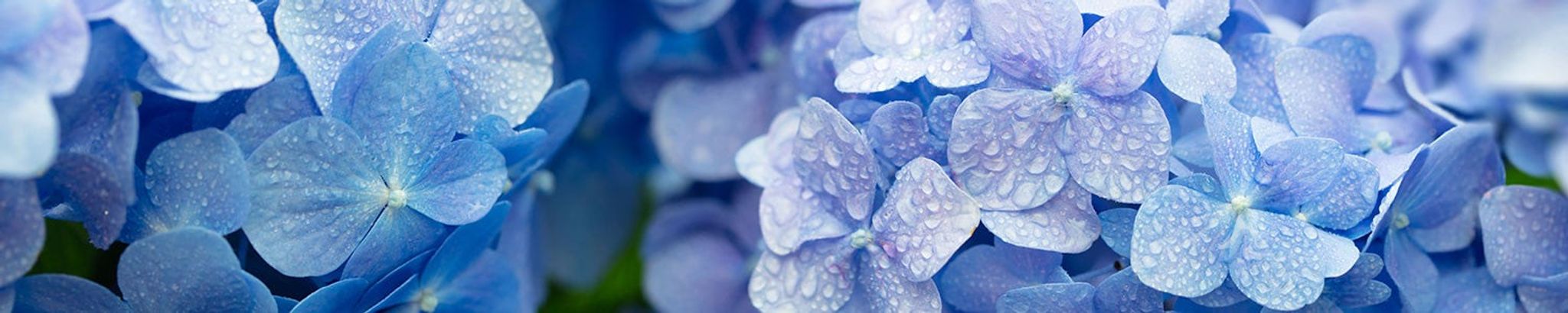 Cover photo for Peggy Ann Smith's Obituary