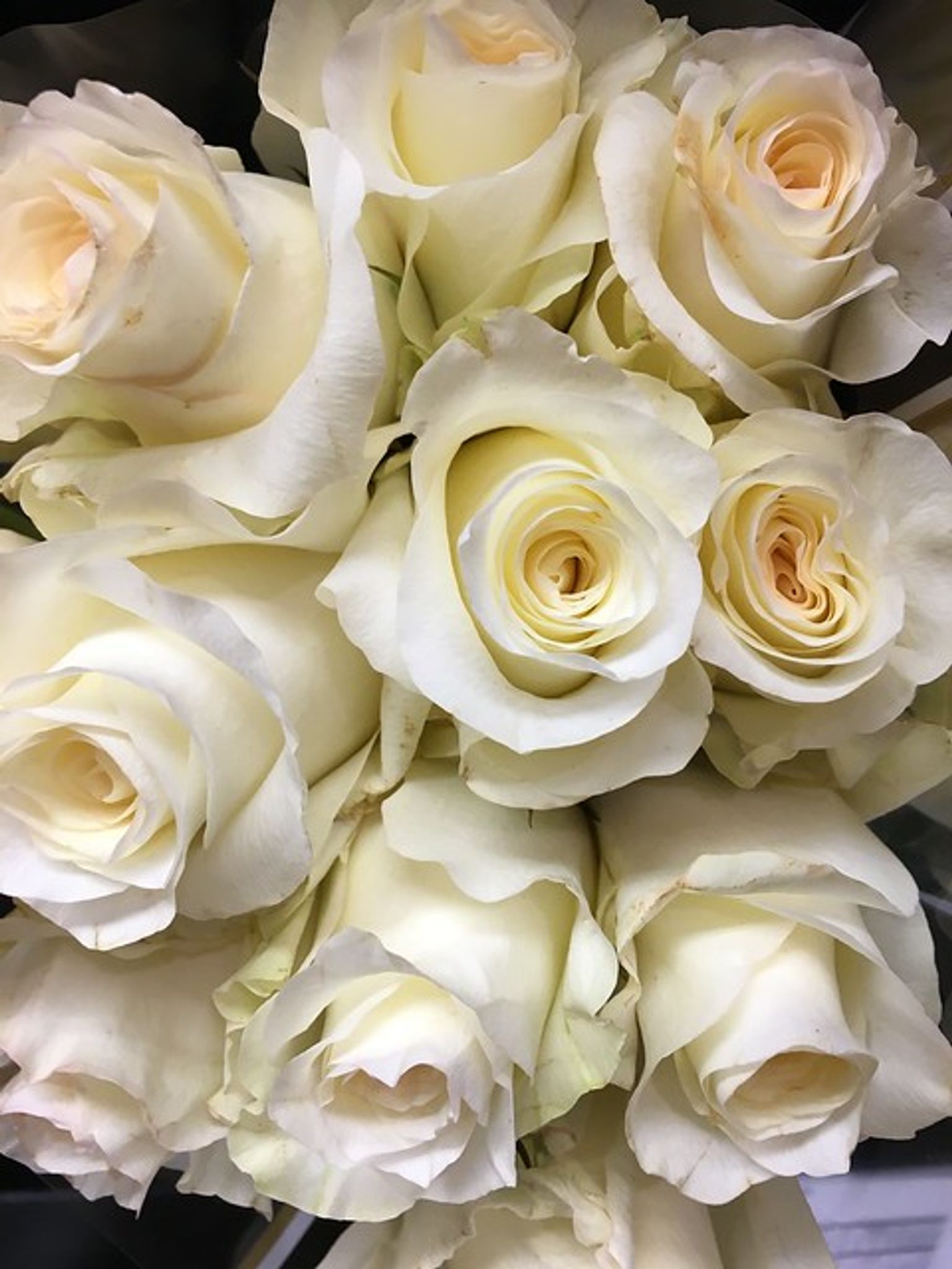 Cover photo for Ying Qiao's Obituary