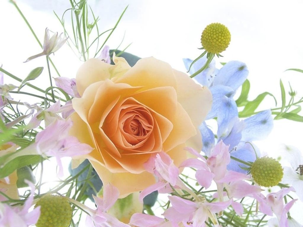 Rose A. Elmy