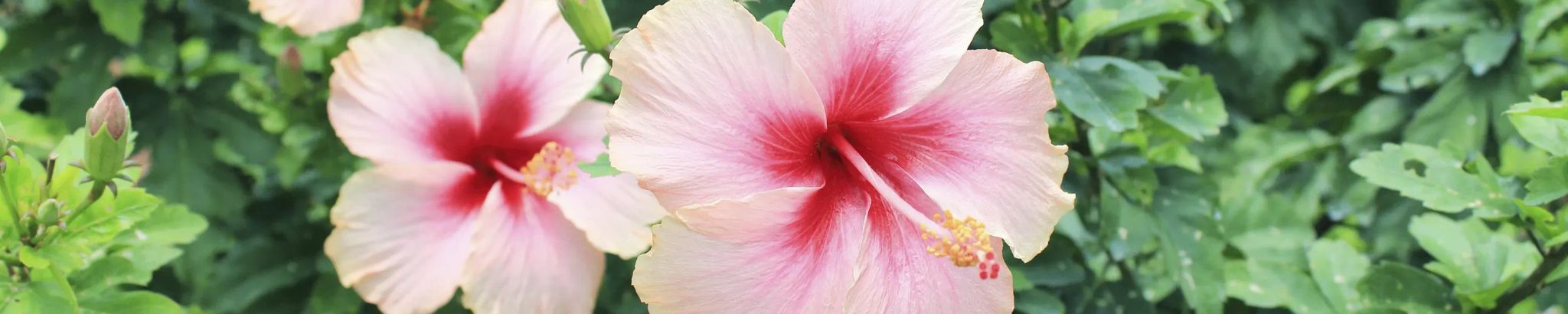 Cover photo for Rosalie Frances Ribando's Obituary