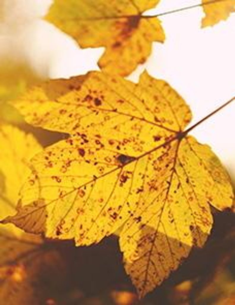 Carlos Cruz Serna Garza Profile Photo