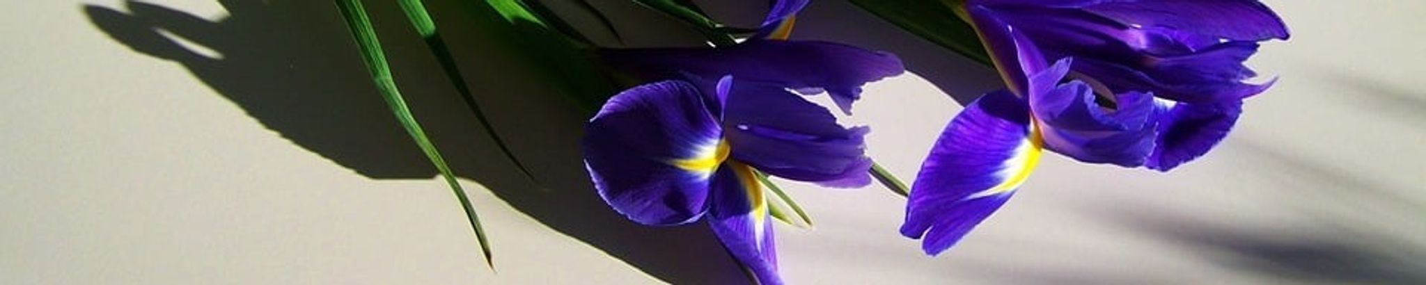Cover photo for Bonnie Beyers's Obituary