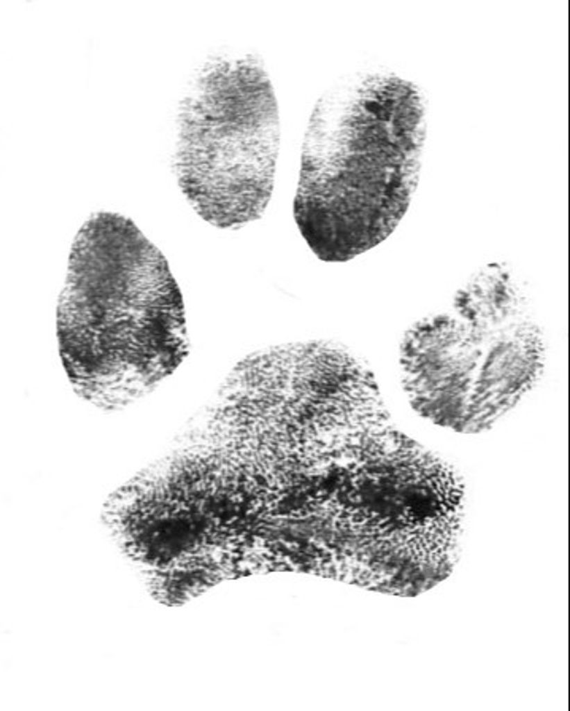 Riley Williams Profile Photo