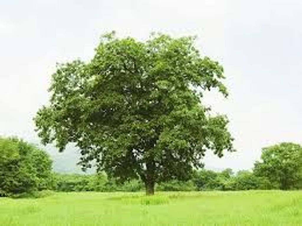 Conrad Melvin Faircloth Profile Photo