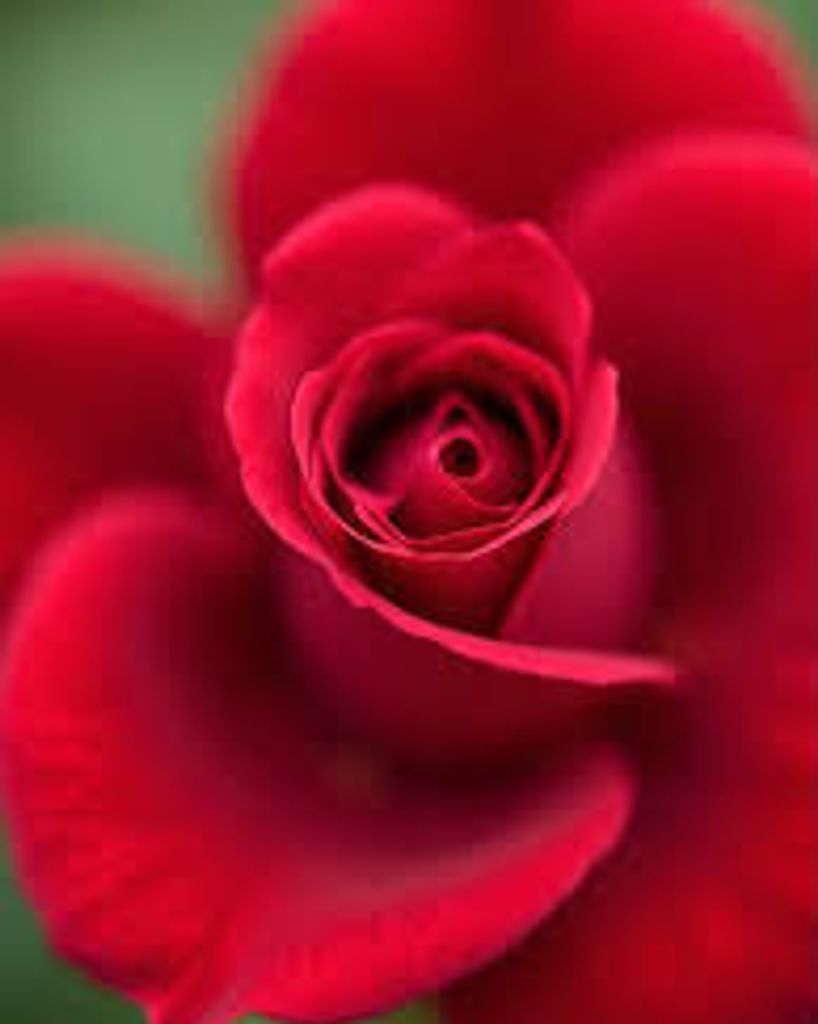 Sharon L. York Profile Photo