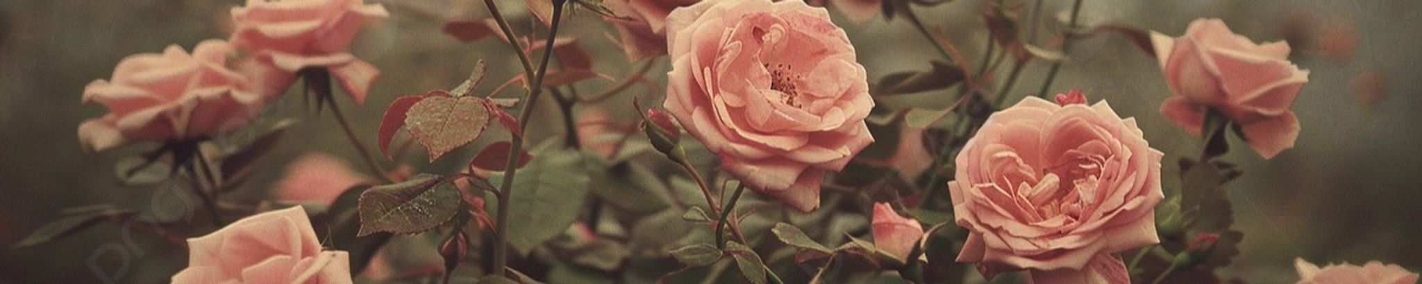 Cover photo for Anita R. Rexrode's Obituary