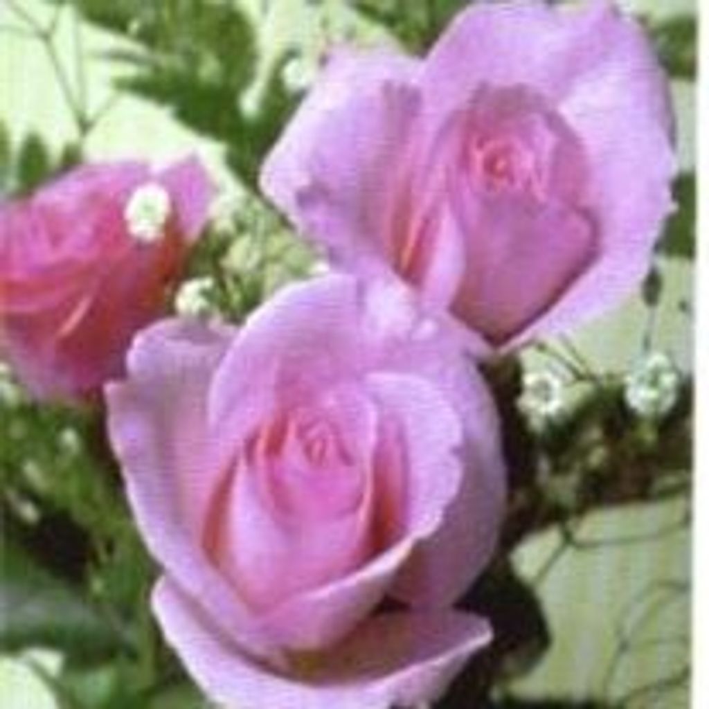 Ethel Porter Harrington