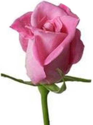 Minnie Ethel Scott Profile Photo