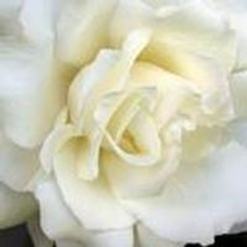 Angela Snowden Profile Photo