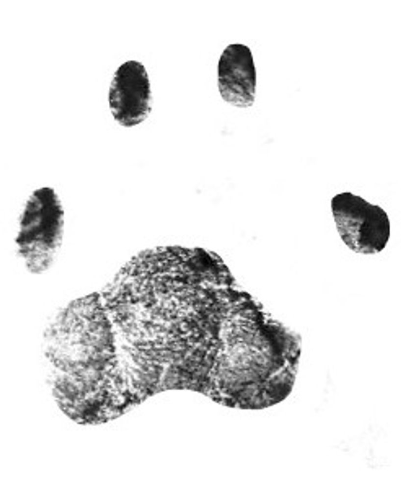 Siemon Burns Profile Photo