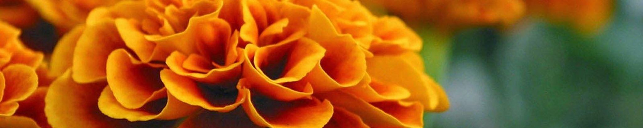 Cover for Dorothy J. DeBoer's Obituary