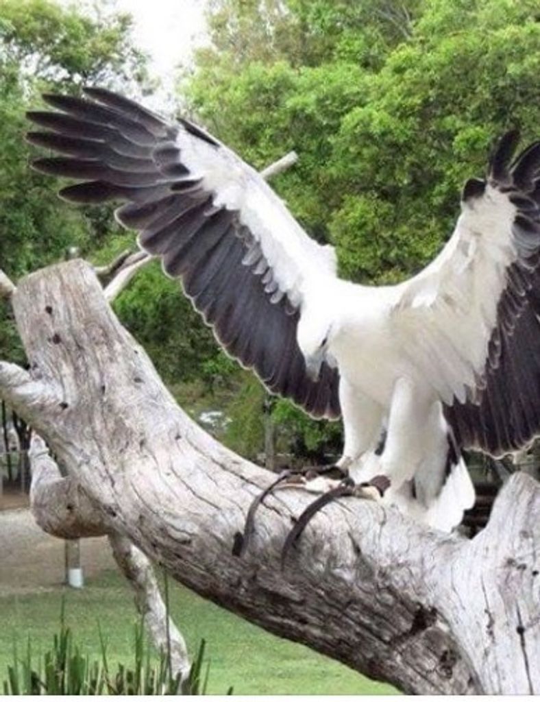 Lora Ann (Hosler)  Ayres