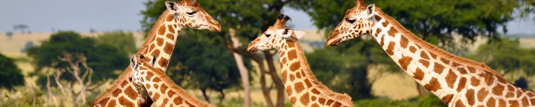 Cover for Mary Joy Krueger's Obituary