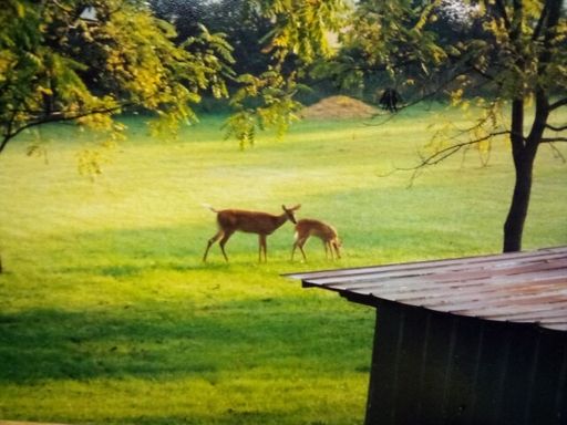 Alene H. Halcomb photo gallery thumbnail 225 of 269