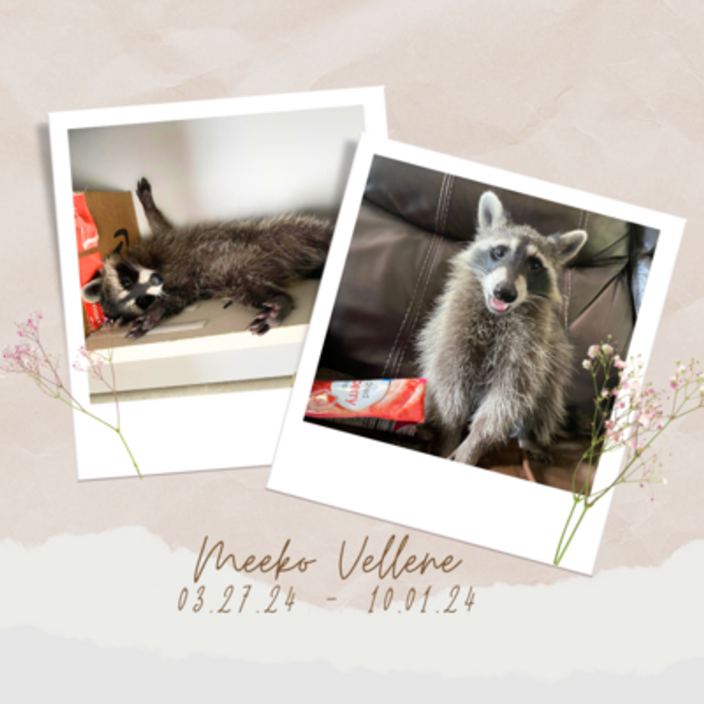 Meeko Vellene South Profile Photo