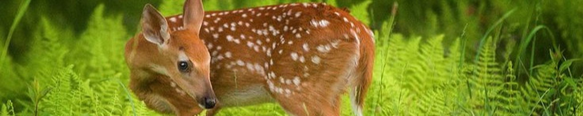 Cover photo for Brenda Ann Hook's Obituary
