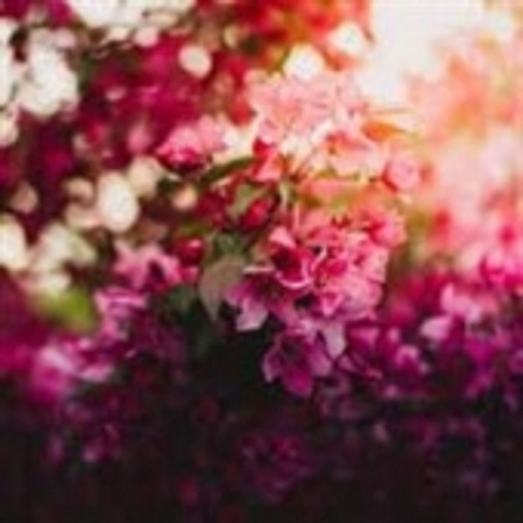 Joann Braddock Allen