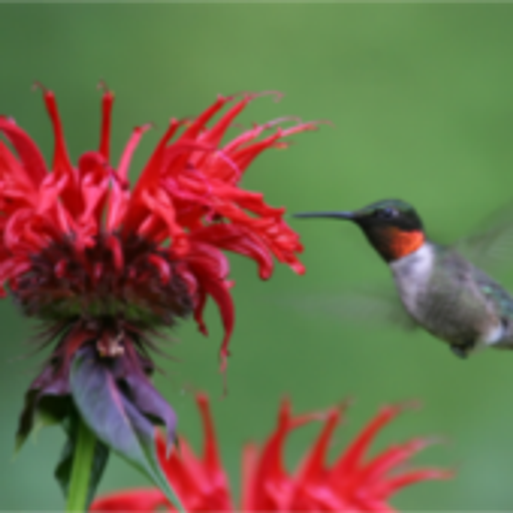 Carolyn Ann Hammett Mcleese