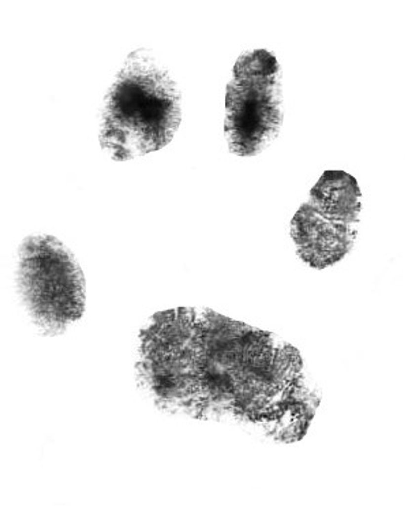 Venom Whisnant Profile Photo