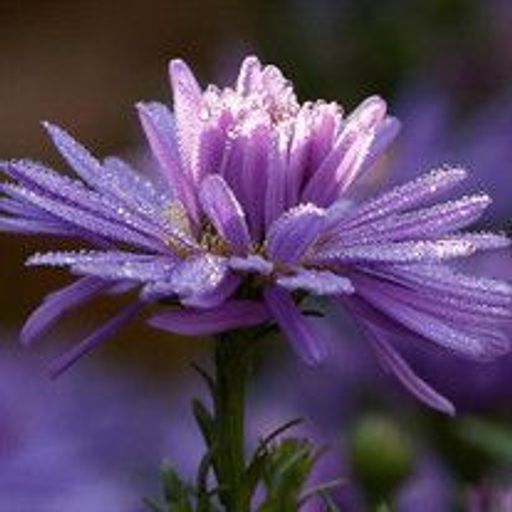 Patricia Anthony Profile Photo