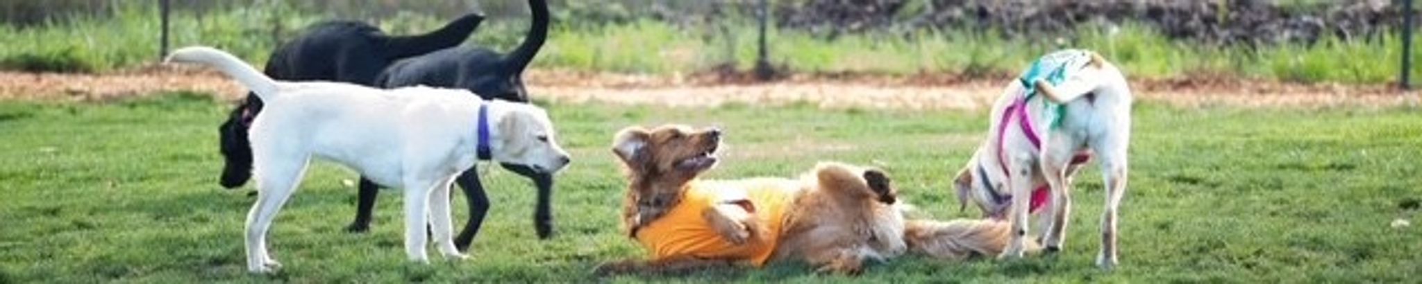 Cover for Catherine "Cathy" Irene Willis's Obituary