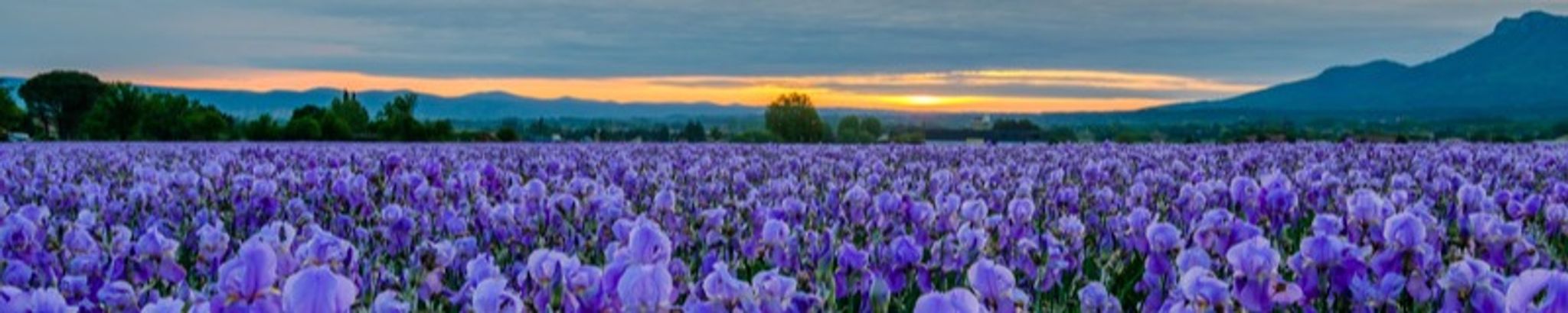 Cover for Janice Hall's Obituary