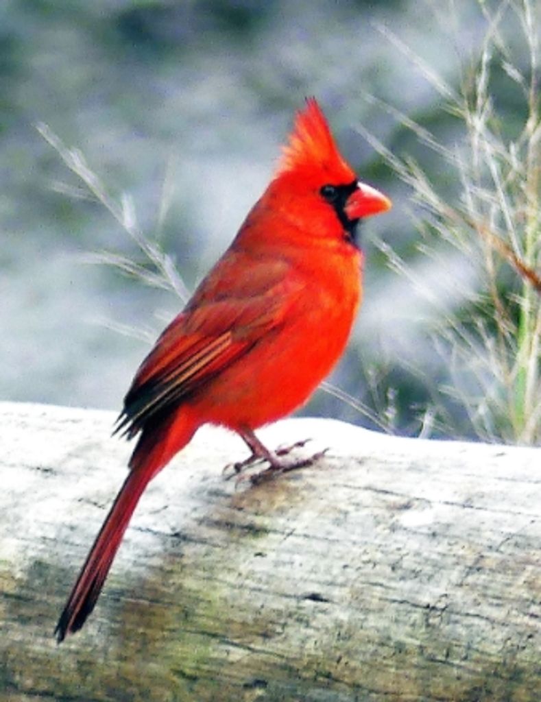 Brent Levi Green Profile Photo