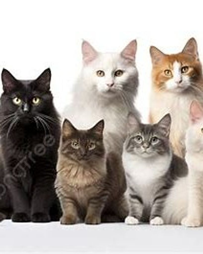 Denise C. Underwood Profile Photo