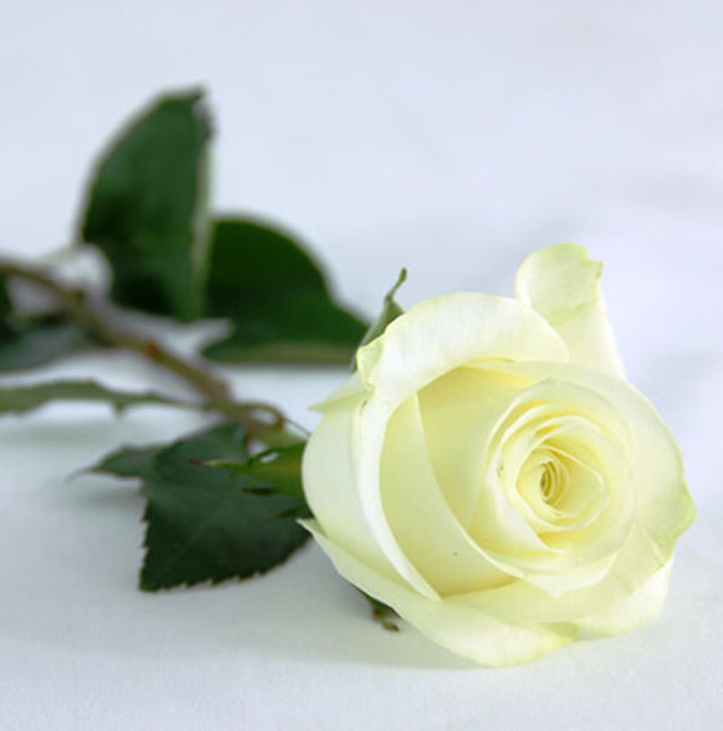 Delinda Ann Sulcer Profile Photo