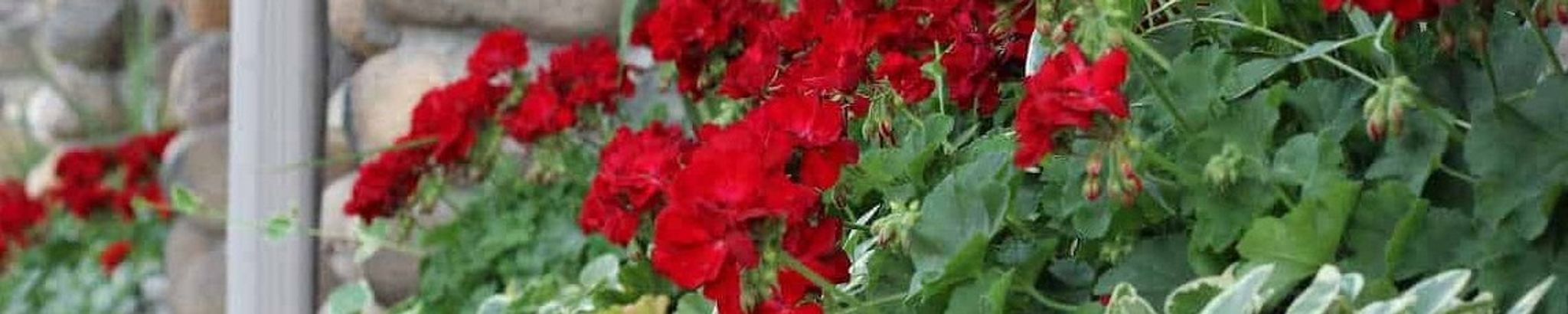 Cover for Mary Endicott Agosti's Obituary