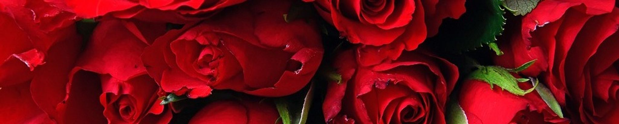 Cover photo for Teresa Coe Canter's Obituary
