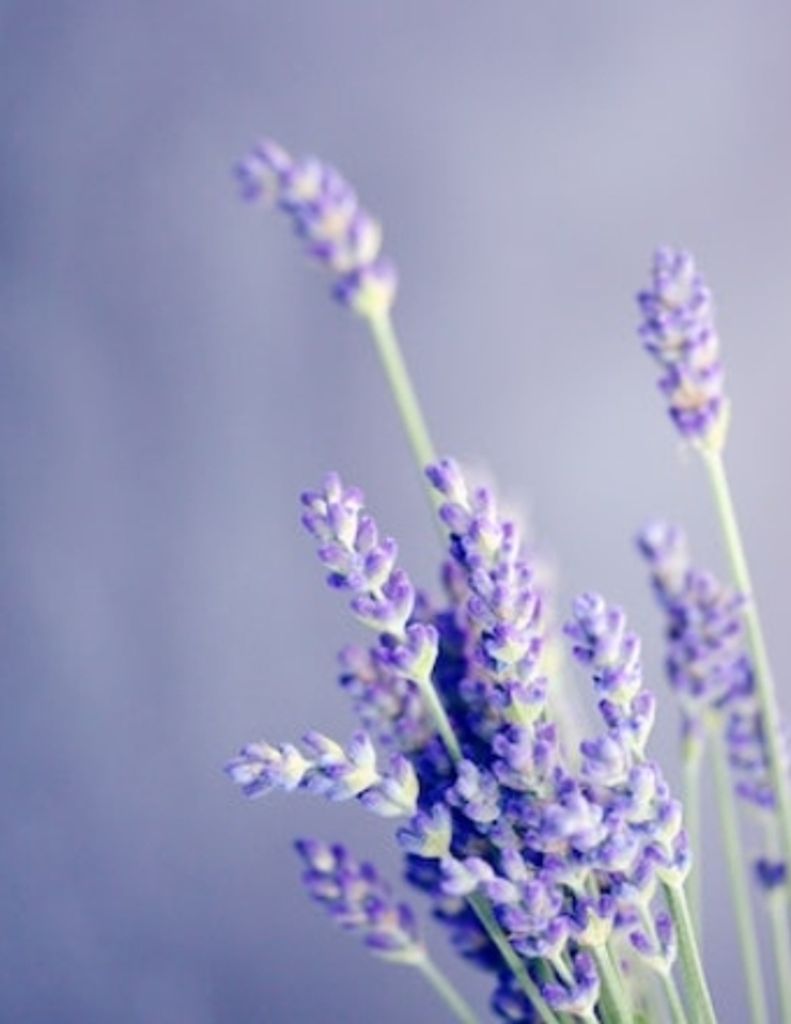 Joan Lui Profile Photo