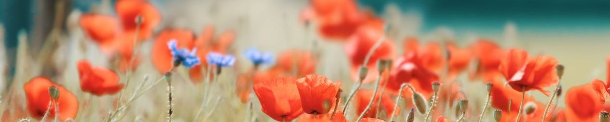 Cover photo for Sarah Elizabeth Gainley's Obituary