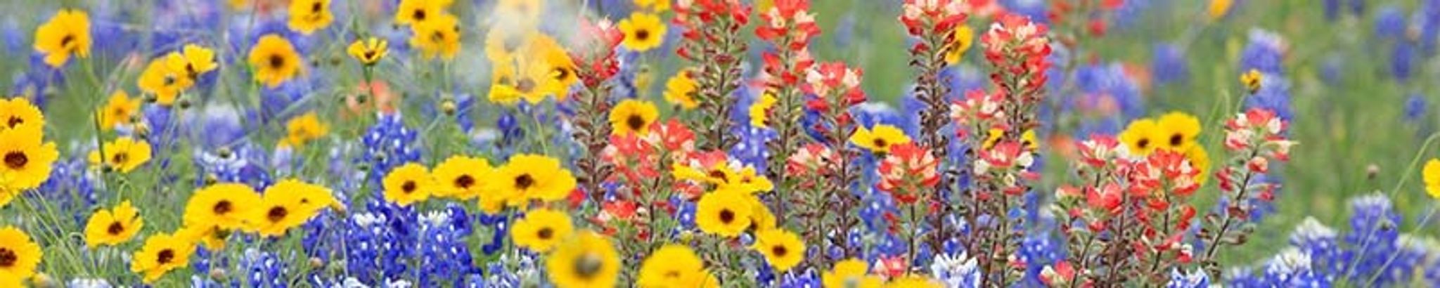 Cover photo for Freddie Pauline McGinnis's Obituary