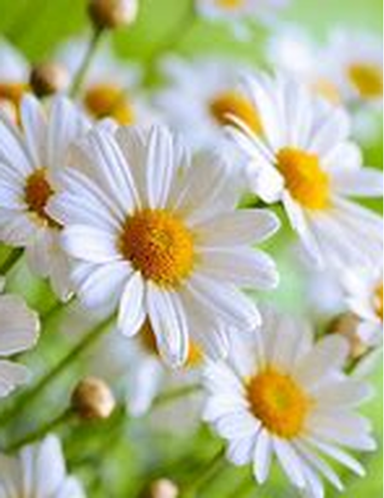 Charlotte 'Charli' Buescher