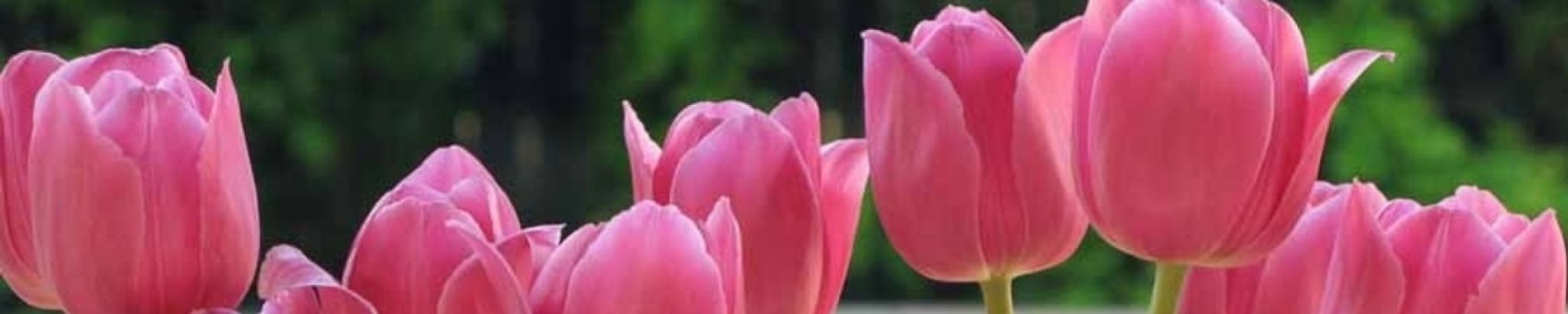 Cover photo for Isabel Barfuss Griffeth's Obituary