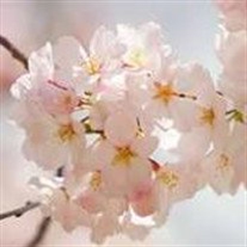 Jane  Sturgis Kestner