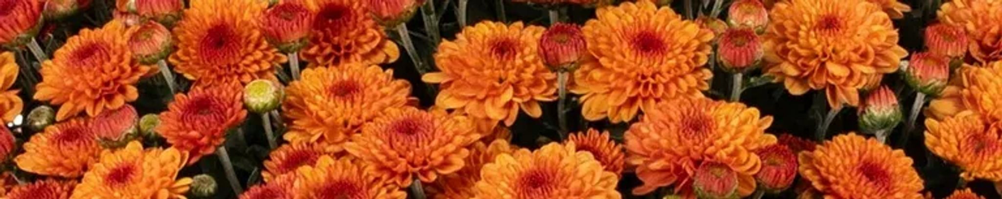 Cover photo for Gene Elizabeth Fenton's Obituary