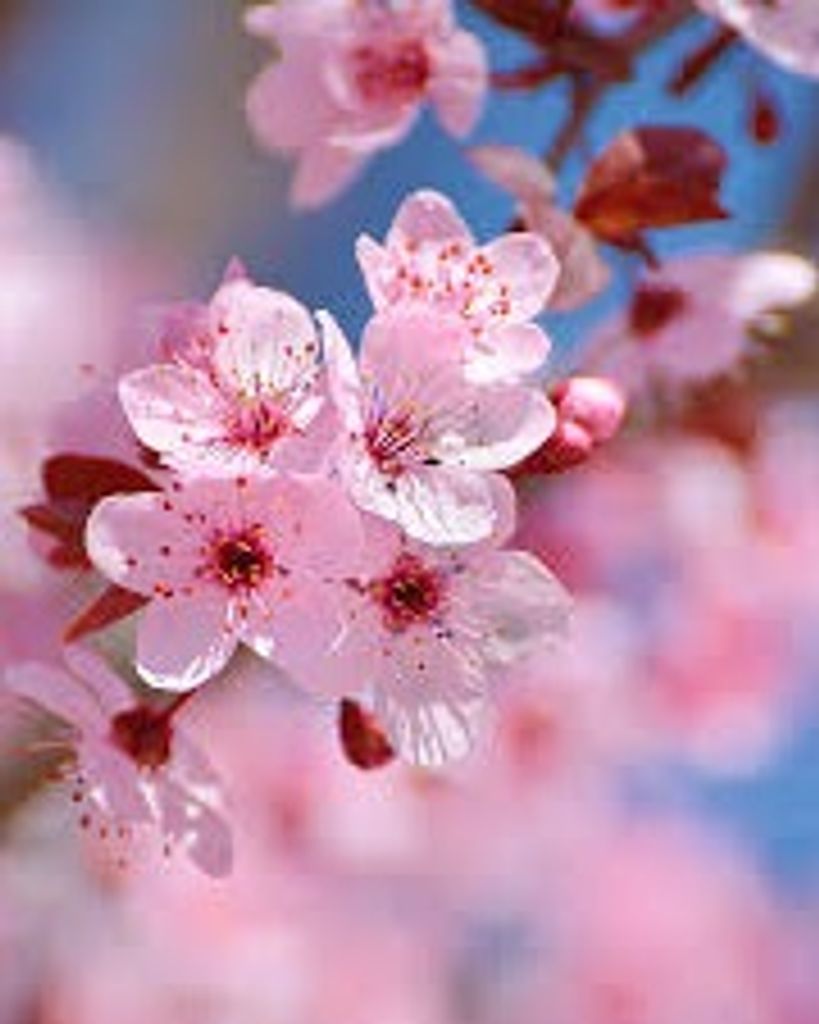 Jeri Sellers Profile Photo