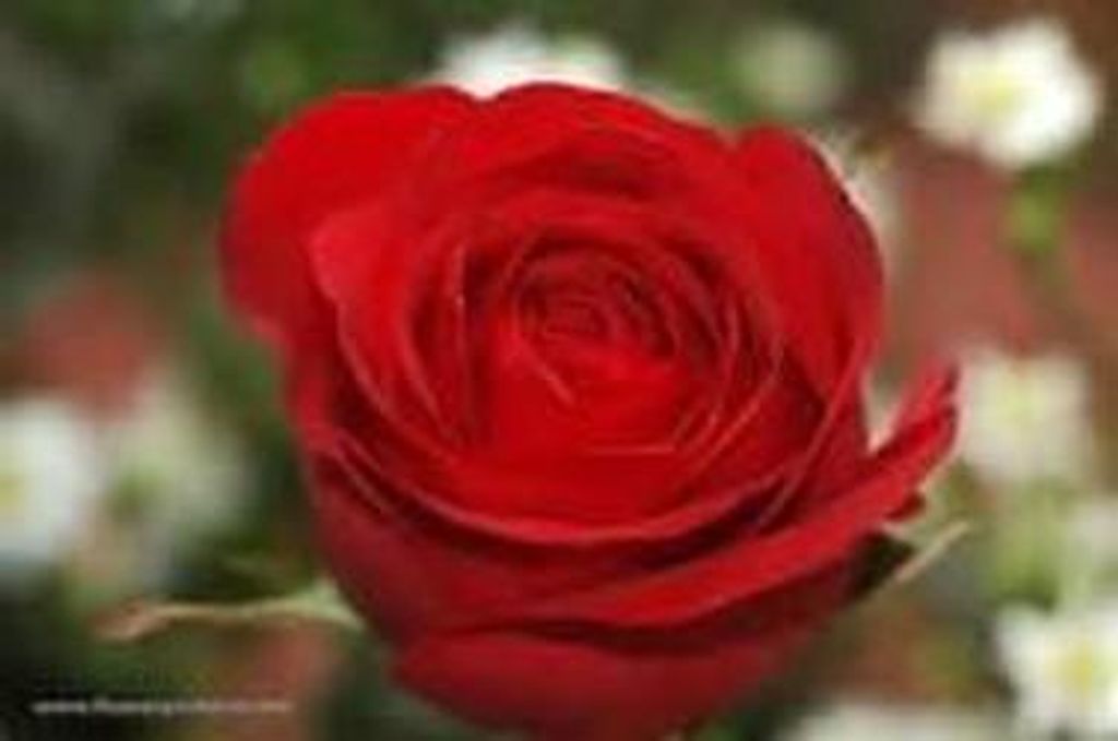 Sybil Creech Freeman Profile Photo