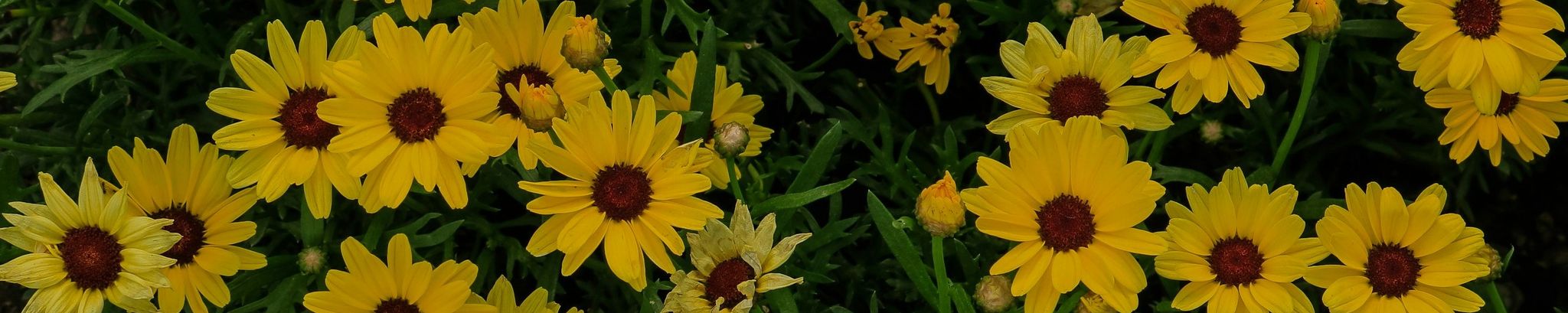 Cover for Bruce Davis's Obituary