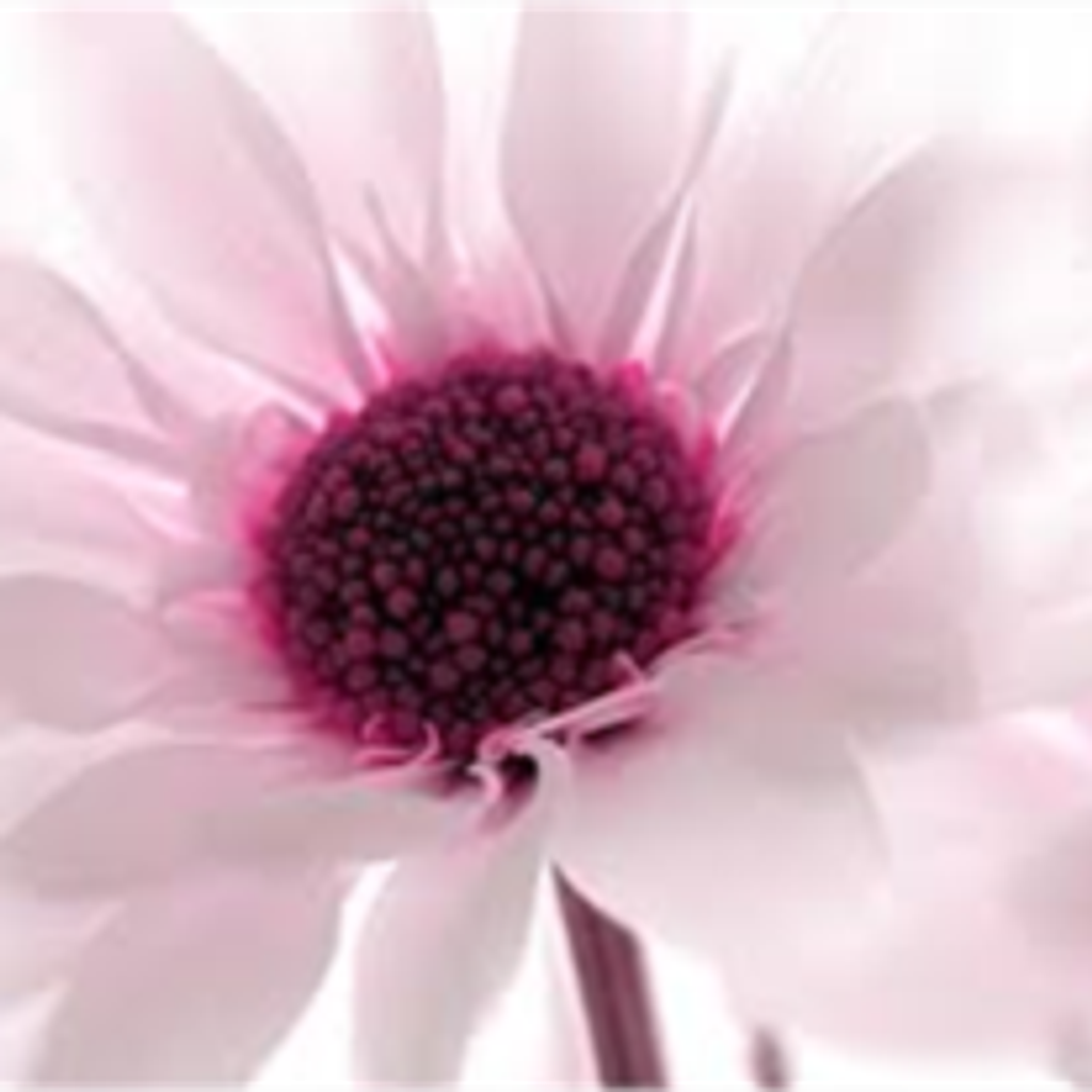 Margaret Puckett Williams