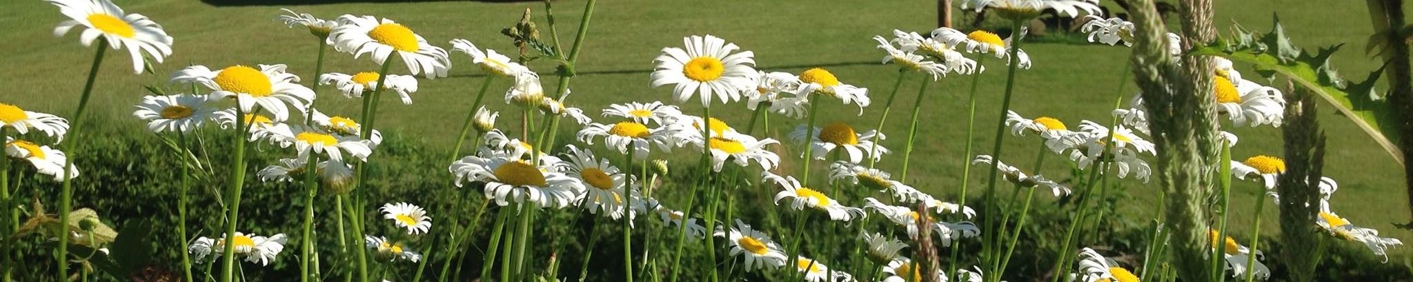 Cover photo for Pamela Sue Harper's Obituary