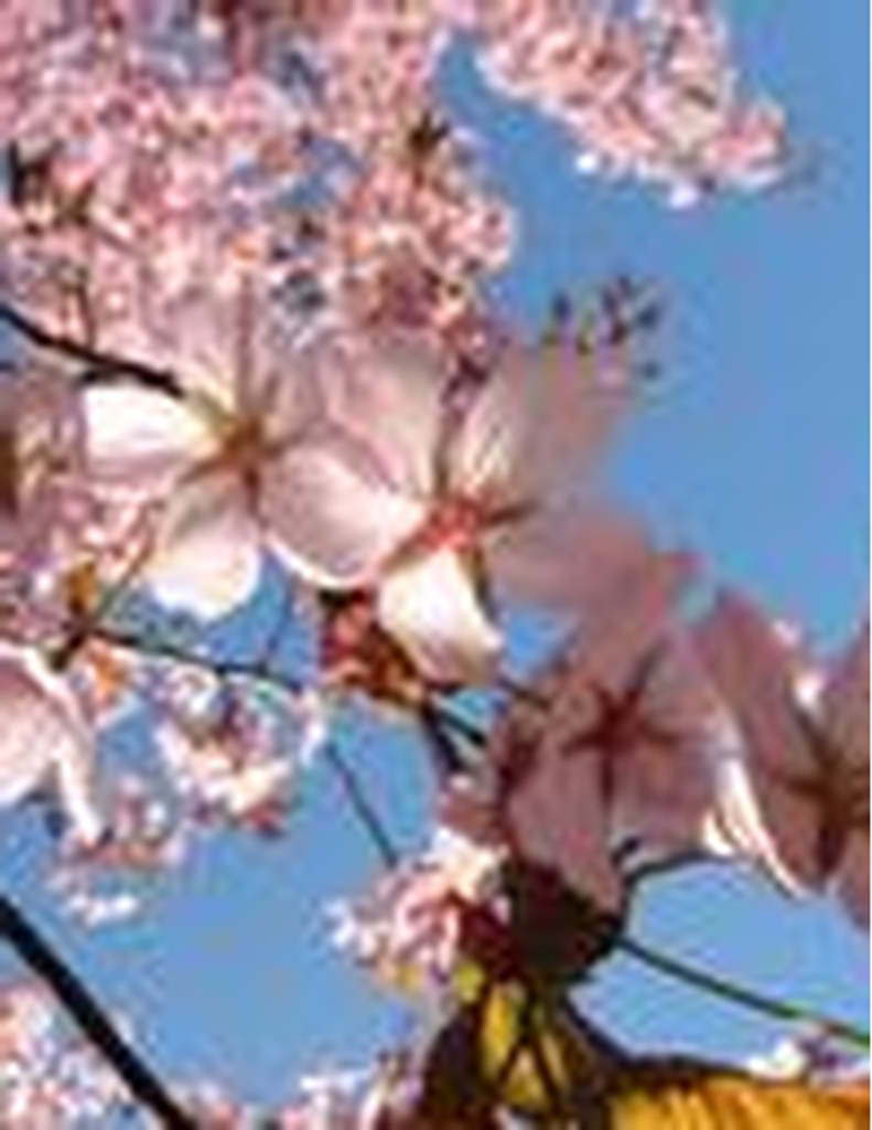 Deborah Jane Orr Jones