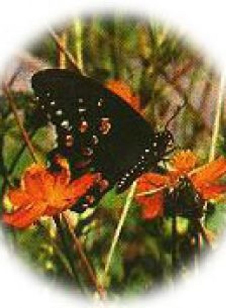Frances Cash Spencer