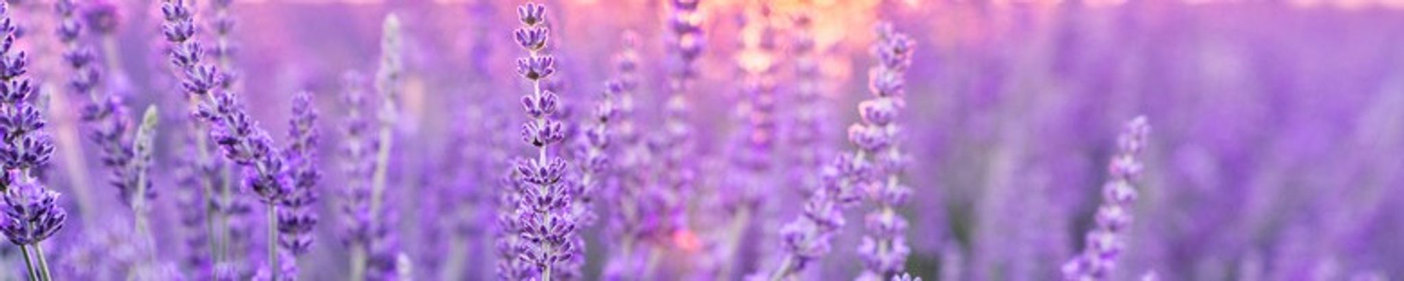 Cover for Genevieve Moore Stroud's Obituary