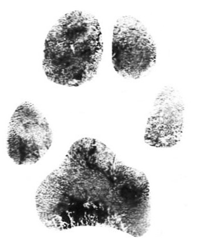 Maizy Pagenstecher Profile Photo